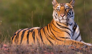 अब इनमें भी दिखे कोरोना के लक्षण, 5 और जानवरों के लिये गये सैंपल