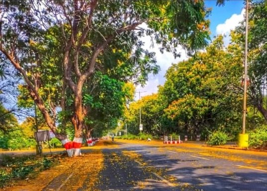 लॉकडाउन में कुछ बदला- बदला सा है भिलाई, तस्वीर देख आप भी हो जाएंगे मंत्रमुग्ध